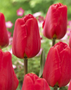 Tulipa Apeldoorn
