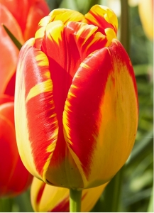 Tulipa Banja Luka