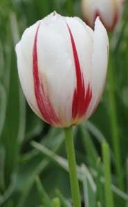 Tulipa Carnaval de Rio