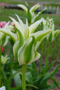 Tulipa Greenstar