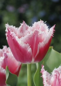 Tulipa Bell Song