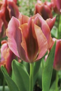 Tulipa Artist