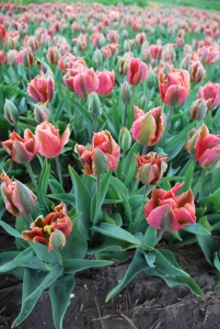 Tulipa Artist