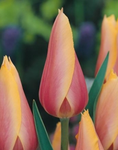 Tulipa Blushing Lady