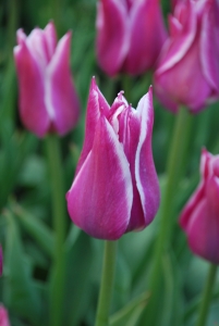Tulipa Ballade
