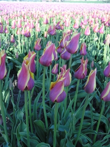Tulipa Ballade Dream