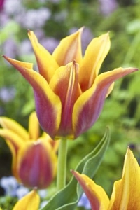 Tulipa Ballade Dream