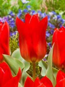 Tulipa Princeps