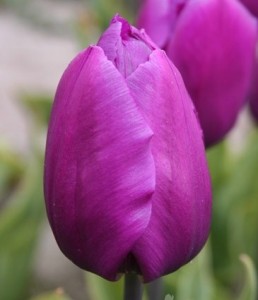 Tulipa Purple Flag