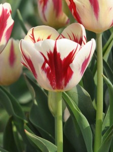 Tulipa Grand Perfection