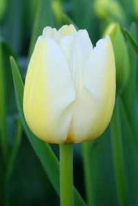 Tulipa Pays Bas