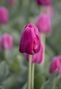 Tulipa Purk