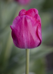 Tulipa Purk