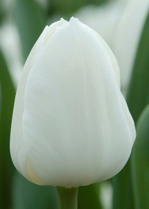 Tulipa Royal Virgin