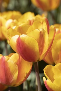 Tulipa Oxford Wonder
