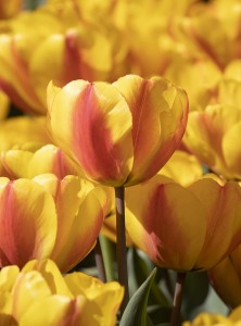 Tulipa Oxford Wonder