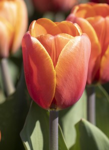 Tulipa Triple A