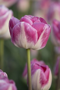 Tulipa Voque