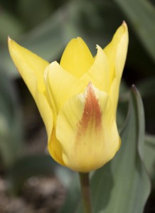 Tulipa Easter Parade