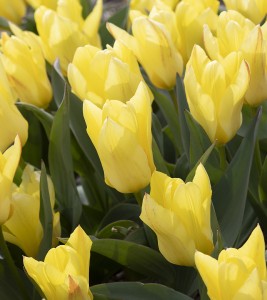 Tulipa Easter Parade
