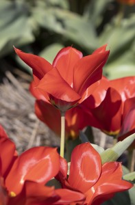 Tulipa Princeps