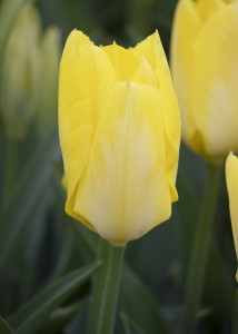 Tulipa Yellow Emperor
