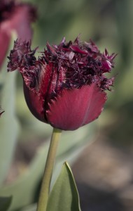 Tulipa Black Jewel