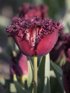 Tulipa Black Jewel