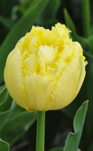Tulipa Exotic Sun