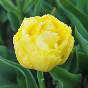 Tulipa Exotic Sun
