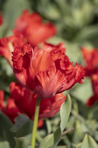 Tulipa Exotic Parrot