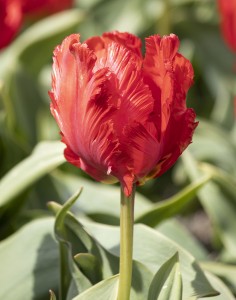 Tulipa Exotic Parrot