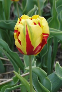 Tulipa Texas Flame