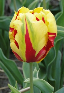Tulipa Texas Flame
