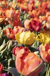 Tulipa Parkiet/Parrot Mixed