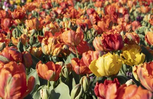 Tulipa Parkiet/Parrot Mixed