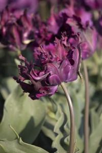 Tulipa Parrot Negrita
