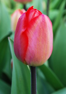 Tulipa Big Chief