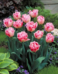 Tulipa Foxtrot