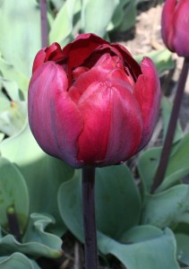 Tulipa Ridgedale