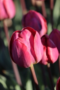 Tulipa Ridgedale