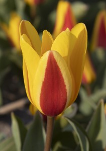 Tulipa Goudstuk