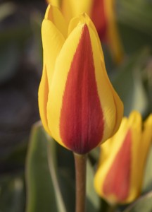 Tulipa Goudstuk