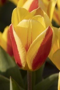 Tulipa Stresa