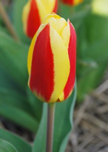 Tulipa Stresa