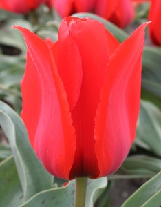 Tulipa Annie Salomons