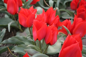Tulipa Annie Salomons