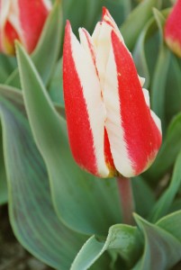 Tulipa Buddy