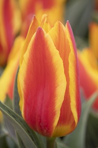 Tulipa Charmeuse