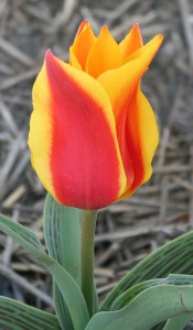 Tulipa Charmeuse